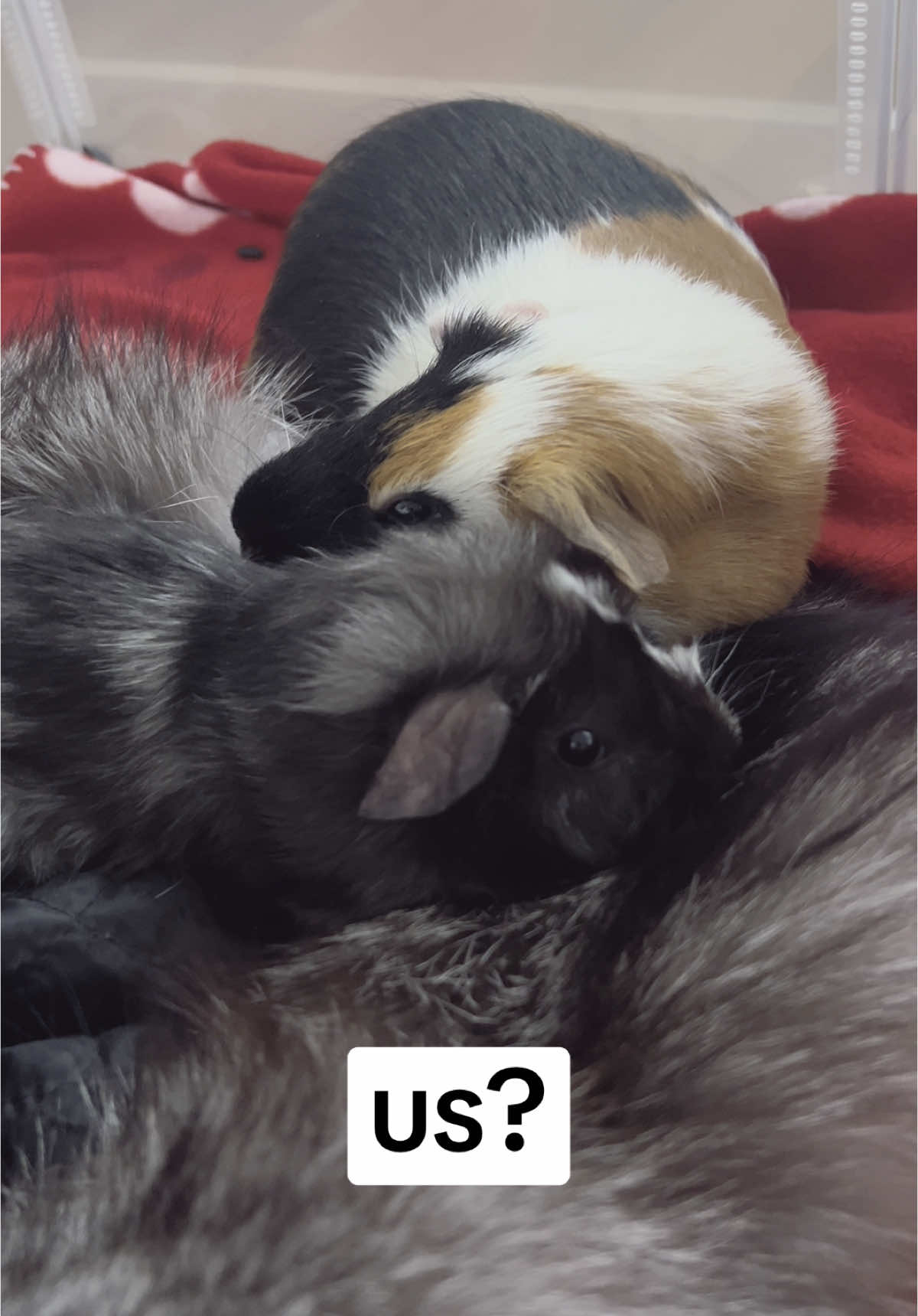 🥹❤️ #guineapig #guineapigs #pet #cute #cutepet #petlover #pettraining #PetsOfTikTok #fyp #funny #fyp #foryou #guineapig 