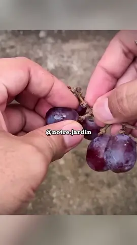Faire Pousser Une Vigne Dans L'eau 🍇 #raisin #vigne #jardinage #potager #nature #france #pourtoi 