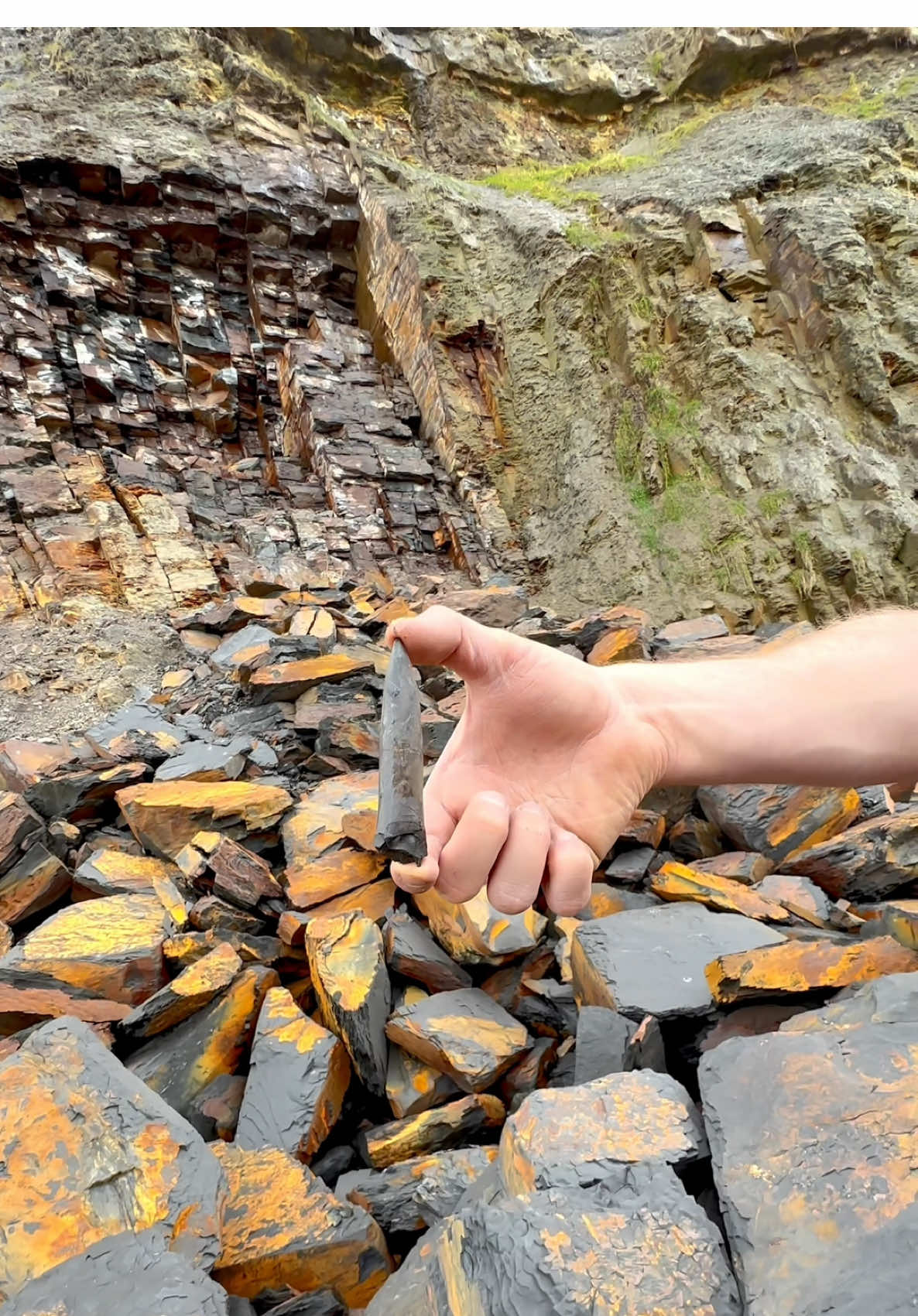 This was one of the most gorgeous cephalopods in so long! 😍 We opened the Jurassic shale that had been deposited after a heavy storm ☔️ The 185 Million Year Old fossil opened so cleanly that it doesn’t require much additional preparation at all! 🙌🏻🏝 Thanks for supporting our page! 🐊 #natural #nature #fossil #fossils #ancient #animals #art #ammonite #ammonites #dinosaur #scientist  #minerals #paleontology #whitby #geologist #dorset #geology #charmouth #jurassic #yorkshire #fyp