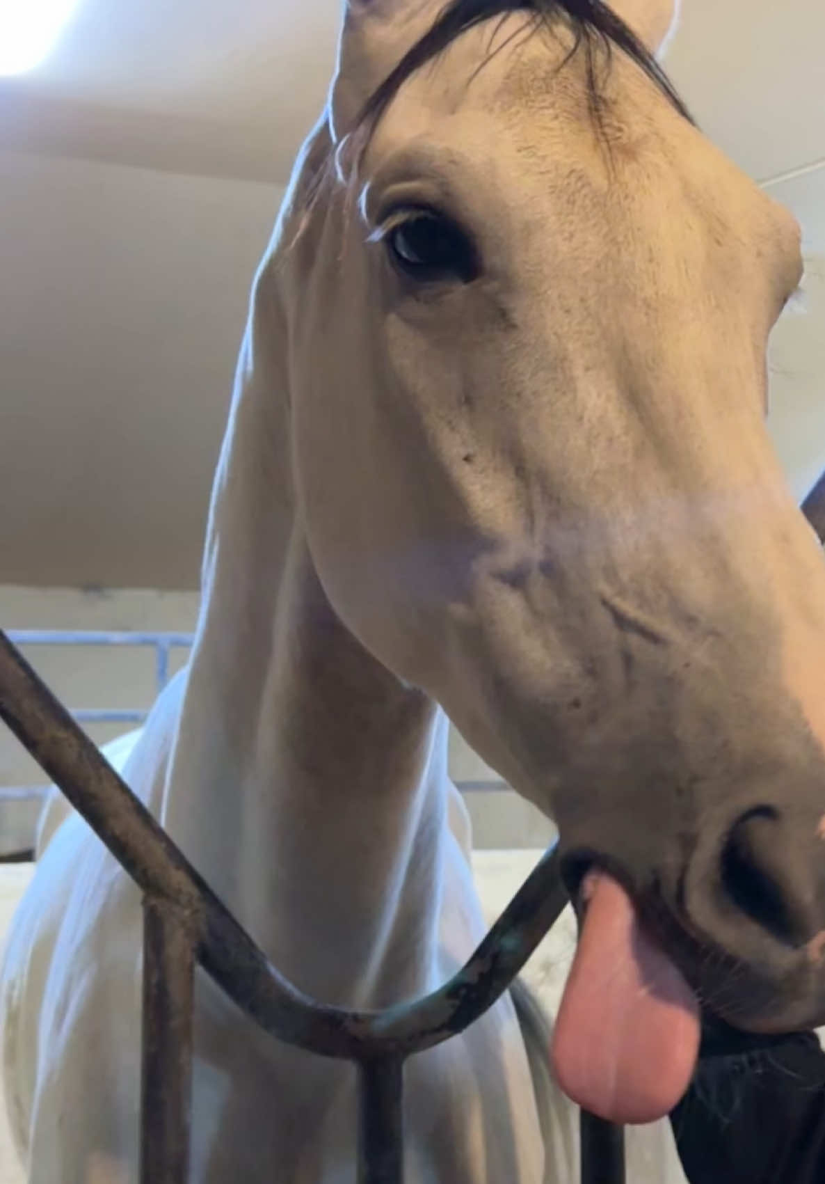 #equestrian #horse #bahrain #خيل #البحرين 