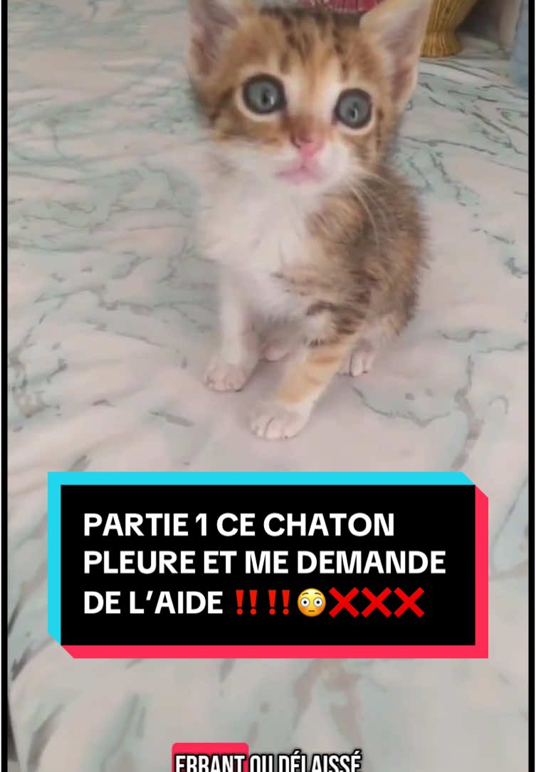 ‼️PARTIE 1 CE CHATON PLEURE ET ME DEMANDE DE L’AIDE ❌‼️ #chat #chats #catoftiktok #chaton #chatons #kitten #kittensoftiktok #kittens #rescue #rescuecat #sauvetage 