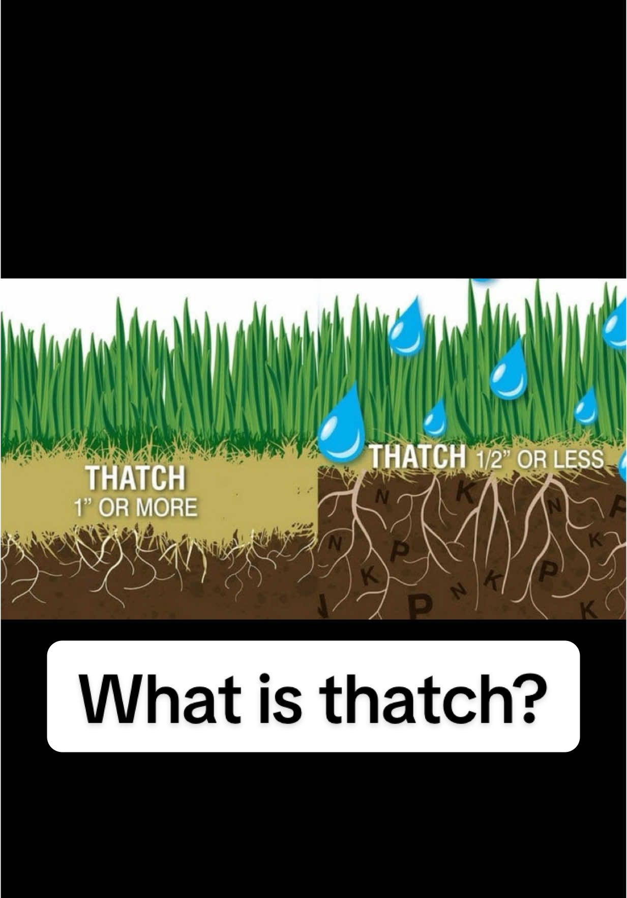 What is thatch? And why should we be de thatching our lawns? #lawncare #lawn #lawntok #grass #yardwork #dethatching #grasstok 