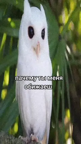 зачем #зашто #почему #зачем #какашк #tiktoknews #рекомендации #fup #хватит #яплачу 