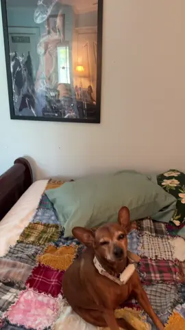 Look at my dog Kylo — he’s getting old, but still the sweetest boy 🐶❤️ And as always, his sister Bootsie is our little sleeping beauty 💤 These two love hanging out in the bed… I wonder why? Must be the soft blankets and unlimited cuddles 🛏️ #KyloAndBootsie #SeniorDogLove #SleepingBeauty #DogSiblings #CozyPups #DogLife #PupCuddles #FurBabies #InstaDogs #BedBuddies #DogMoments