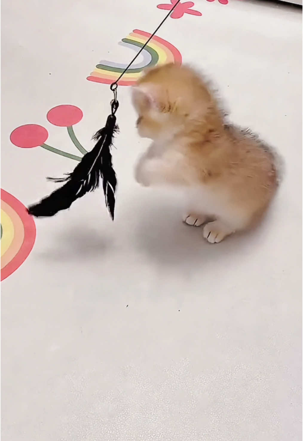 Soooo cute…#pets #cat #catsoftiktok #funny #cuteanimals #forupage 