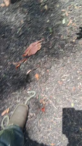 ssssss 🐍🐍