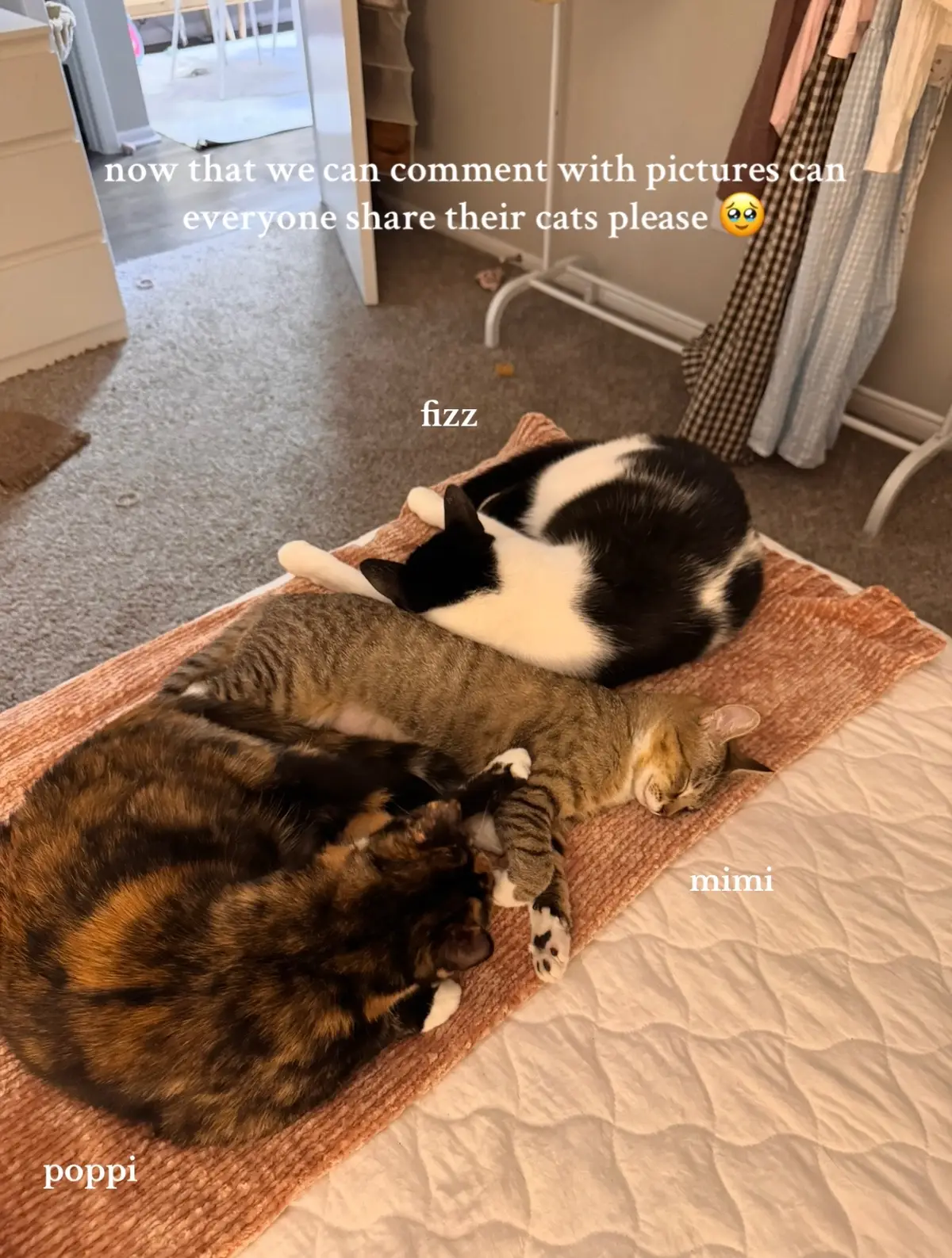 can we start the longest comment section of kitty pics #fyp #foryou #foryoupage #cats #cat #catsoftiktok #catlover #kitten #kittensoftiktok #kittenseason #catsoftiktiok #catsdoingthings 