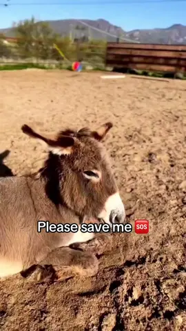 Support towards donkeys food via PayPal link in bio.#🆘🆘🆘 #animalvoice #donkey 