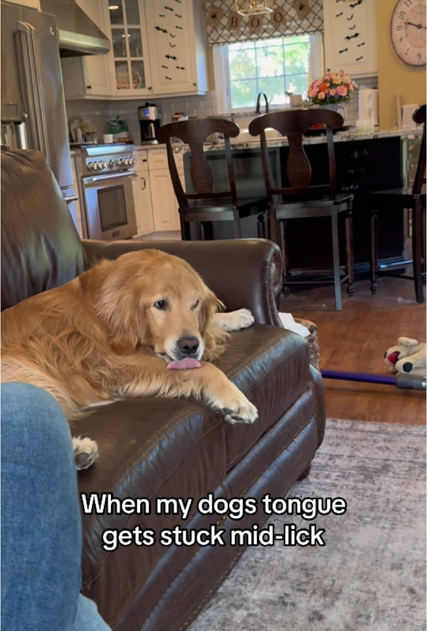 Tongue malfunction 😭 #goldenretriever #dogs #dogsoftiktok #fyp 