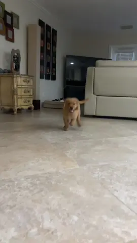 buddybearrrrr
