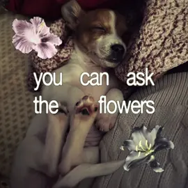 #CapCut this with baby tillie #chihuahua #fyp 