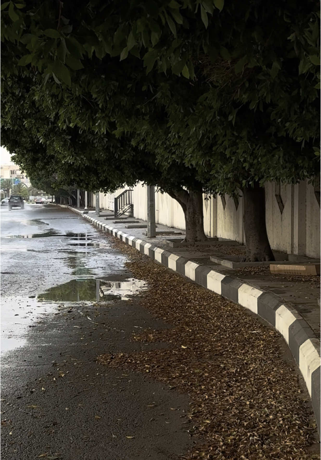 🌧️🌿 #مطر #taif  #rain #explor 