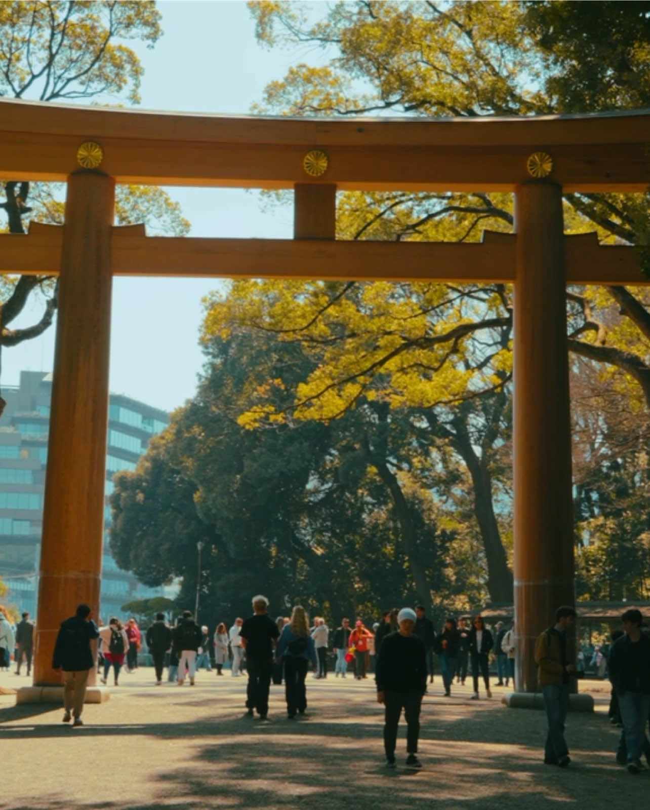 Meiji shrine in the middle of Tokyo #cinematic #tokyo #japaneseculture 