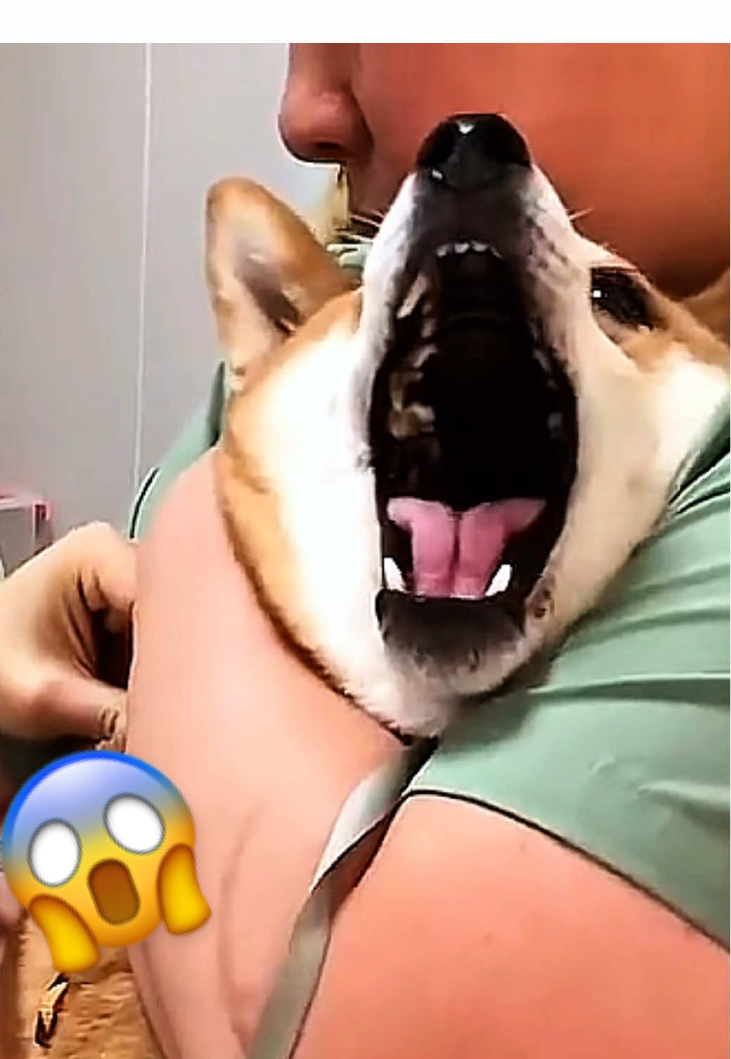 Want a Shiba? watch this before you decide to get yours first Shiba Inu- Most accurate representation on TikTok. ft @Kylo #shibainu #shiba #shibe #shibadog #柴犬 #shibapuppy 