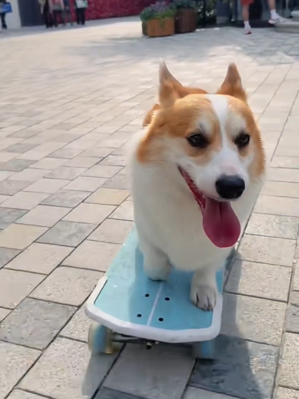 Fluff on board: corgi in action 🛹✨️