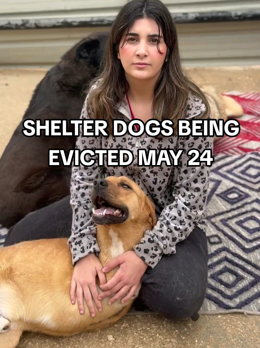 🚨 𝟭𝟮𝟬 𝗦𝗛𝗘𝗟𝗧𝗘𝗥 𝗗𝗢𝗚𝗦 𝗕𝗘𝗜𝗡𝗚 𝗘𝗩𝗜𝗖𝗧𝗘𝗗 𝗠𝗔𝗬 𝟮𝟰‼️ $16,000 urgently needed for fencing, kennels and roofing to build new sanctuary for our partner rescue in Beirut, 