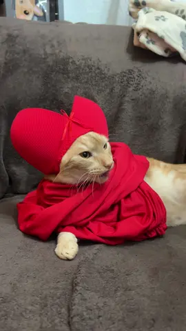 Habemus papan #fyp #gatosgraciosos #habemuspapam 