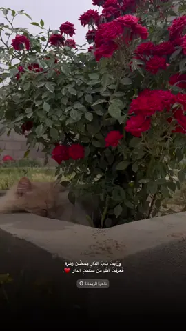 ‏وَرَأيتُ بَابَ الدّارِ يَحضُن زهرةً فَعرفتُ أنّكِ مَن سَكنتِ الدّار! ♥️#كاظم_الساهر #تصويري_احترافي_الاجواء👌🏻🕊😴 #الورد #عباراتكم_الفخمه📿📌 #اخر_اشي_نسختو💭🥀 #تصويري📸 #لايك_متابعه_اكسبلور #اقتباسات_عبارات_خواطر #fyyyyyyyyyyyyyyyy #الانبار_موصل_بغداد_اربيل_كل_المحافظات 