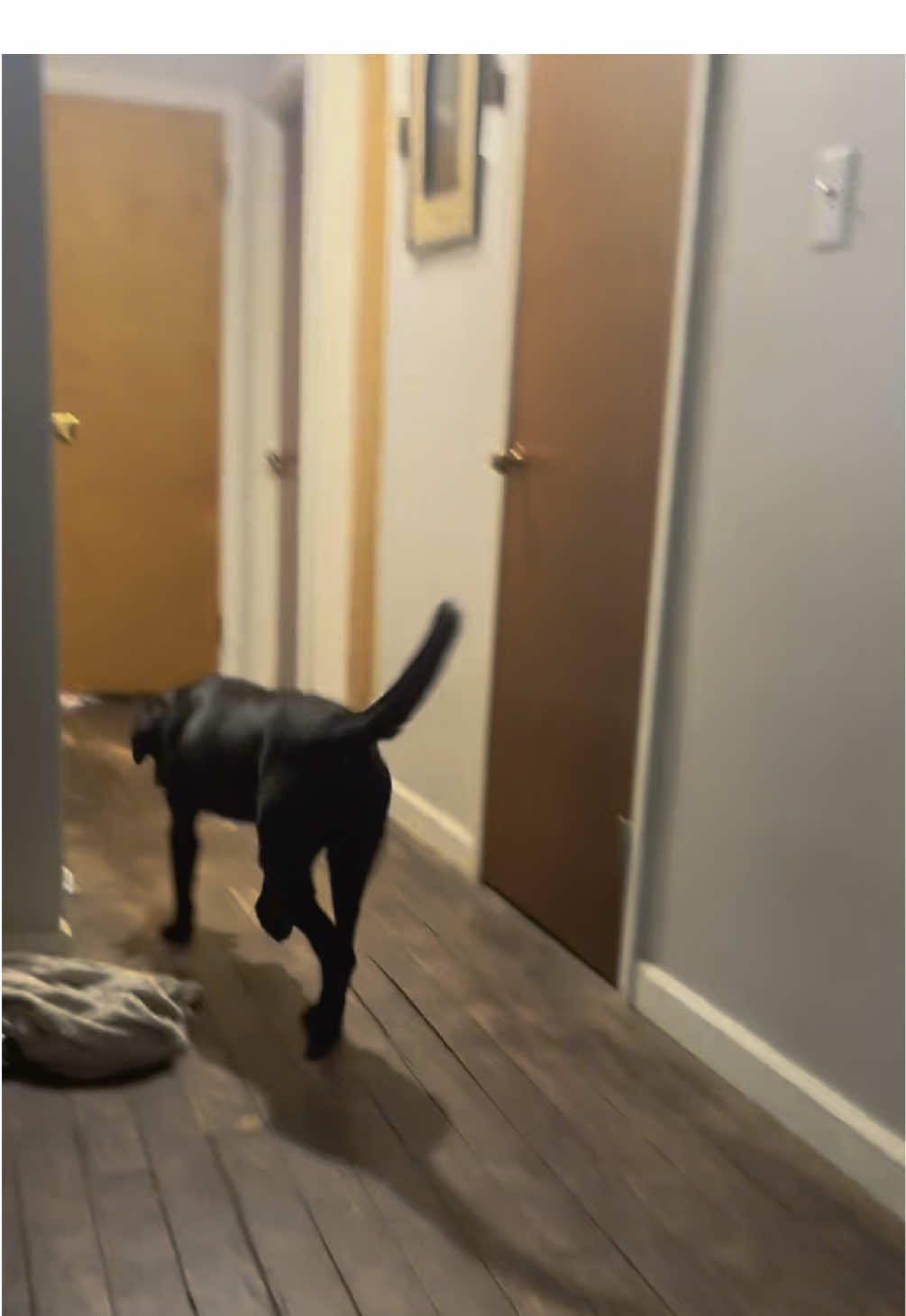 If you have a dog that needs mental stimulation at all times or otherwise acts like a heathen, YOU NEED THIS #DogTraining #blacklab 