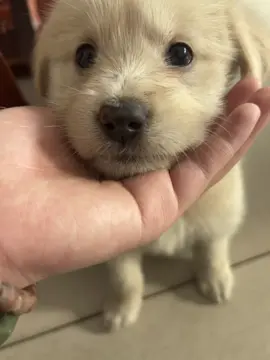 🫠 #puppy #dog #pet 
