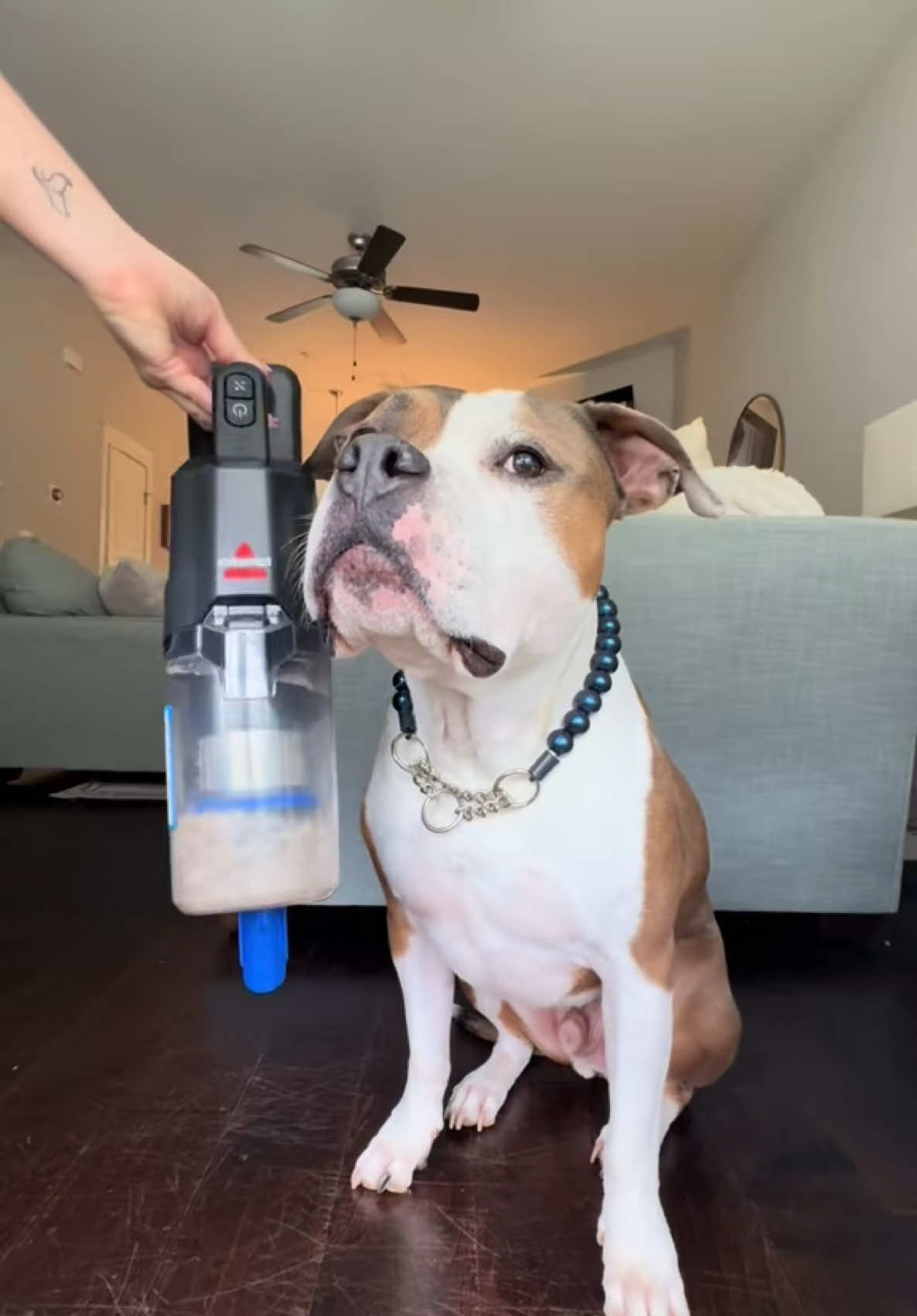 #ad #BISSELLpartner If you’ve ever found dog hair in your coffee, this one’s for you ☕️ 🐶  Shed happens. Luckily, I came prepared. Thanks to my @BISSELL Clean PowerClean FurFinder, Wally, the fosters, and I can stop fighting dog hair and live our best lives 🎉  Click the 🔗 link in my bio 🔗 to shop or learn more about BISSELL!  #ShedHappens #BISSELLpartner #BISSELLPowerClean  