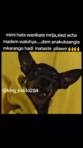 hawa watu wachana na hao,😄😆😆#kenyancomedy #kenyamemes #memestiktok #relatable #kenyantiktok🇰🇪 #memesbr #memelord #fypppppppppppppp #fyp #king_kiddo254 #formypage 