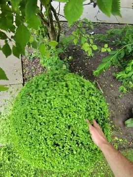 Back again 🫨🌳 #asmr #pov #landscaping #gardening #fyp 