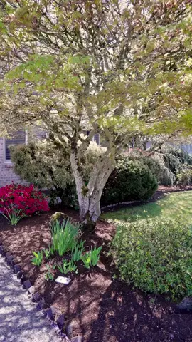 We’re spotlighting the top 4 reasons why people love living in Oak Hills in our latest video — from the lush parks and walking trails to the vibrant community feel and top-rated schools. 16254 NW Joscelyn St, Beaverton, OR 97006 4 bed | 2.5 bath | 2,614 sq ft Come explore the lifestyle Oak Hills has to offer — or message me for a private tour. #BeavertonRealEstate #OakHillsLiving #TopFeatures #OpenHouse #JustListed #PNWRealEstate #BronsonCreek #BeavertonHomes #DreamHome@Miriam Lamadrid Ortiz 