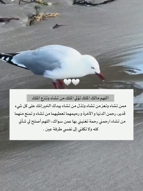 اللهم مالك الملك تؤتي الملك من تشاء وتنزع الملك ممن تشاء وتعز من تشاء وتذل من تشاء بيدك الخير إنك على كل شيء قدير#يارب❤️ #foryou #foryoupage #fypシ 
