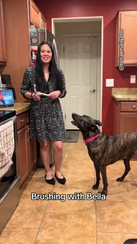 Brushing Bella’s teeth #bellateethbrushing #pearlywhites #belladog #malinoismastiff #dogbrushing 