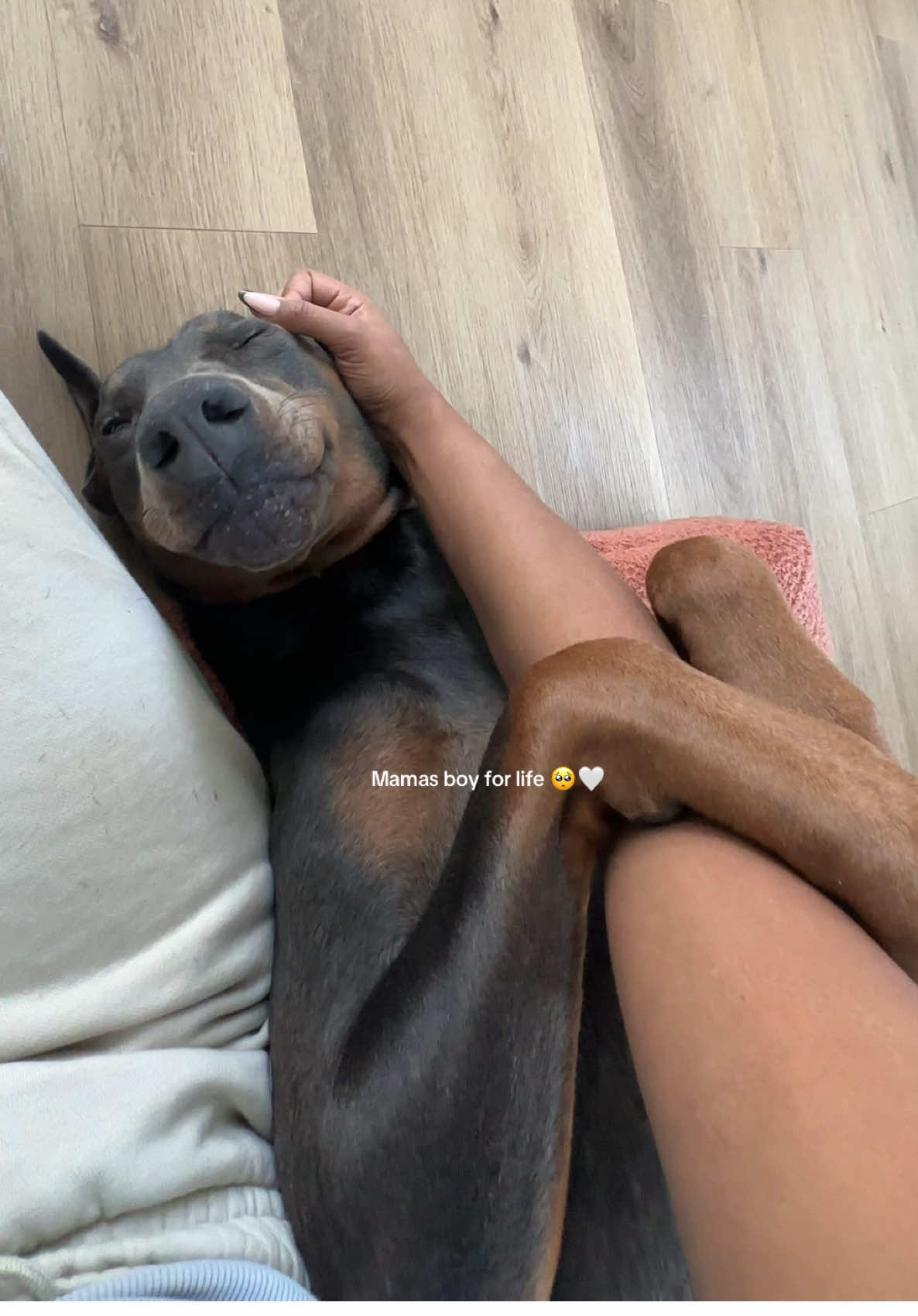 A video of my scary big Doberman 🐶🤭❤️ #dog #doberman #dobermans_of_tiktok #dobermansoftiktok #dogmom #dogmomlife #dogs #doglife #dobermangang 