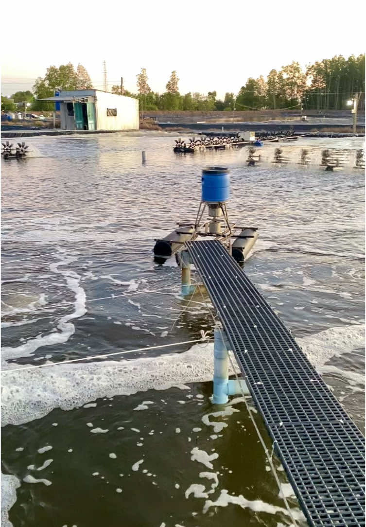 Cố lên nhé ae 🥰#nuôitomcongnghecao #nuoitomsieuthamcanh #nuoitomsieuthamcanh 