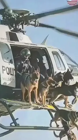 #k9 #protection #military 