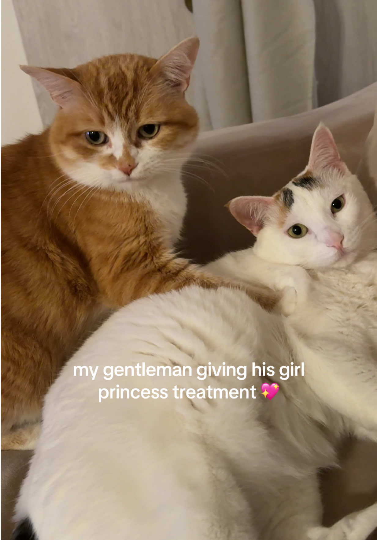 got caught 😭 #prettylittlebaby #cutecats #cattok #simba #nala #catsoftiktok #catlove 