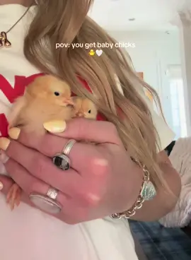 #spring #fyp #babychicks #cute #animals #animallover #prettylittlebaby #aesthetic 