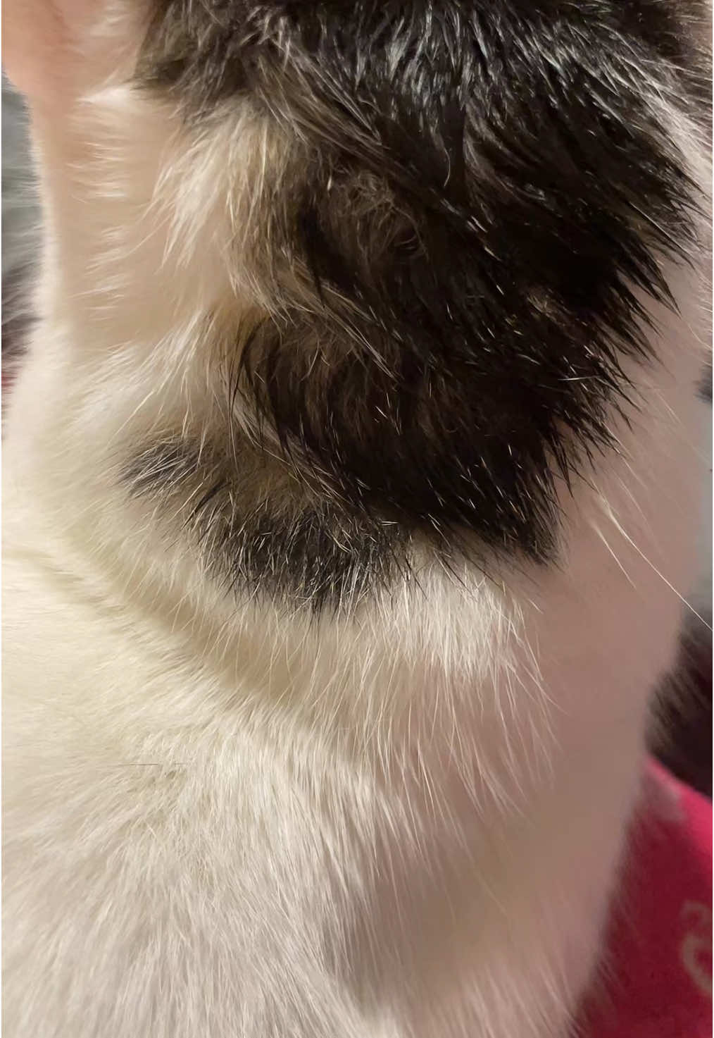 #catsoftiktok #foryoupage #hairstyle 