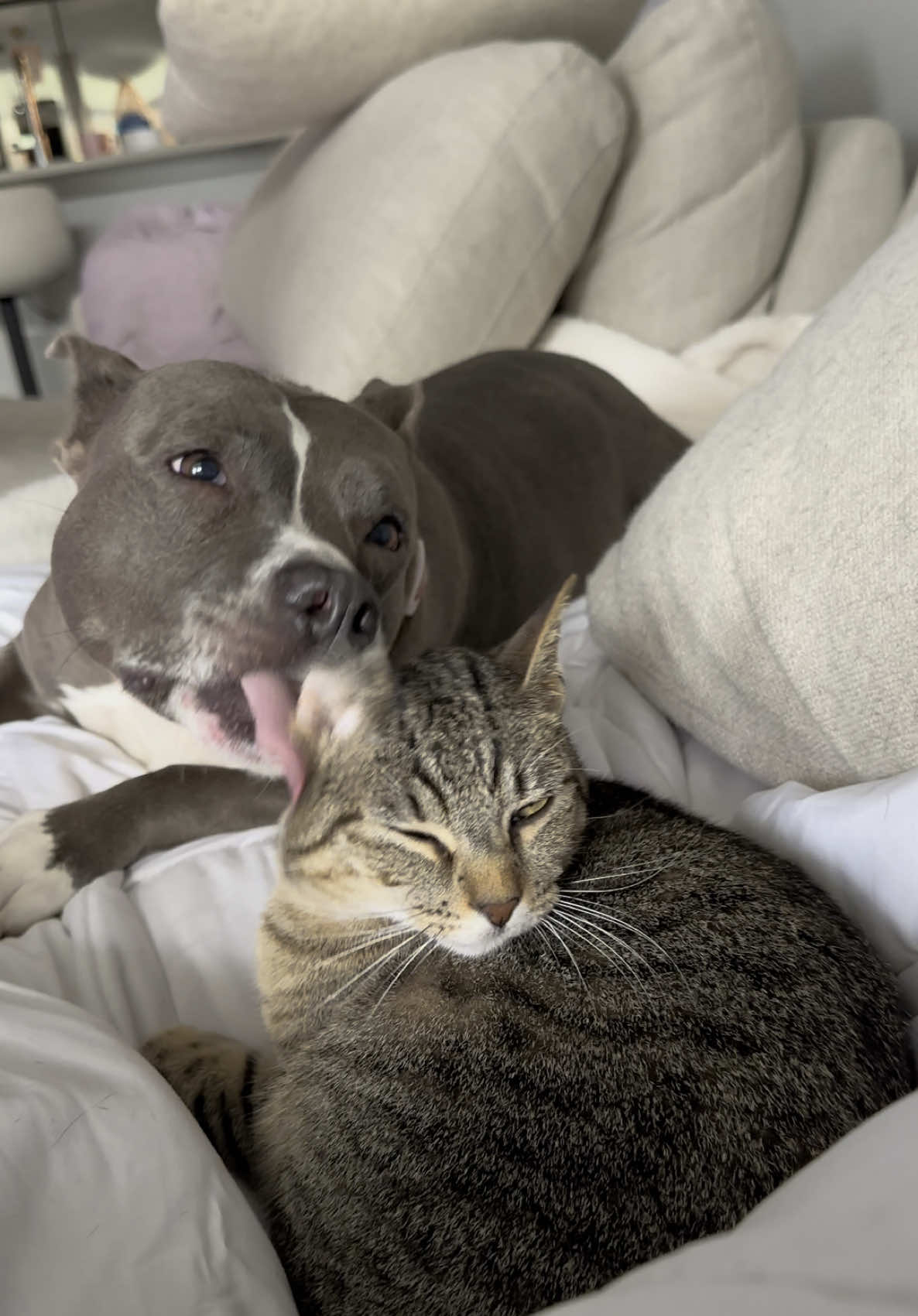 they are back to cuddling again 🥺 #catdoglove 