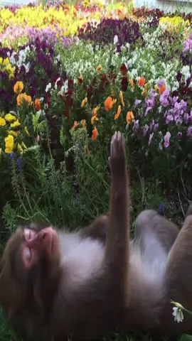 #me #monkey #monkeys 