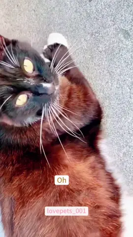 “STEVEN!!!”#cats #cutecats #foryou #funnytiktok #funnyvideos #usa #funnyanimals #fypシ #cute #funnycat #catlover #funnypets #viral #funny 