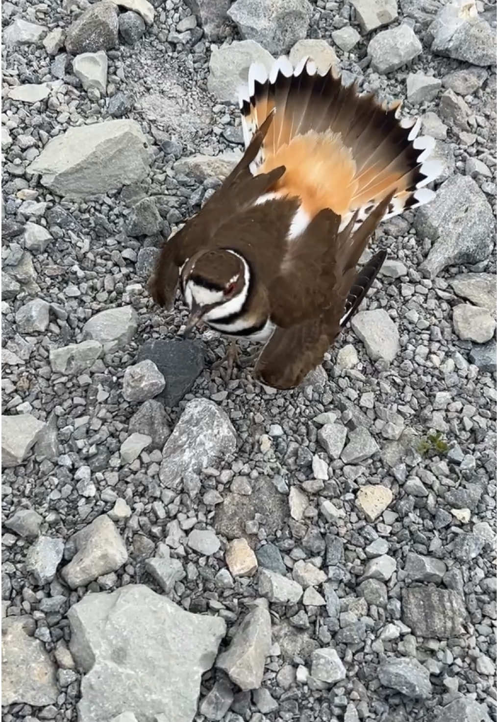 Such cool birds! We typically get to watch a couple nest hatch every year at this time! #killdeerprotectinghereggs #killdeer #killdeerbird #farmtok #kentuckyliving #homestead #dontmesswithmama 