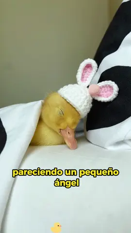 A duck egg met a kind girl #animals #Foryou #Friendship #Us #bear