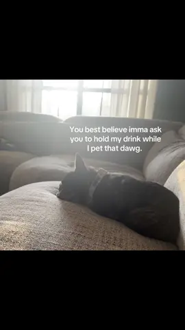 #tellyourdogisaidhi #frenchbulldog #margothefrenchie #canipetthatdog #funny #fyp 