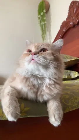 খোচা খোচি 😪 #foryou #fyp 