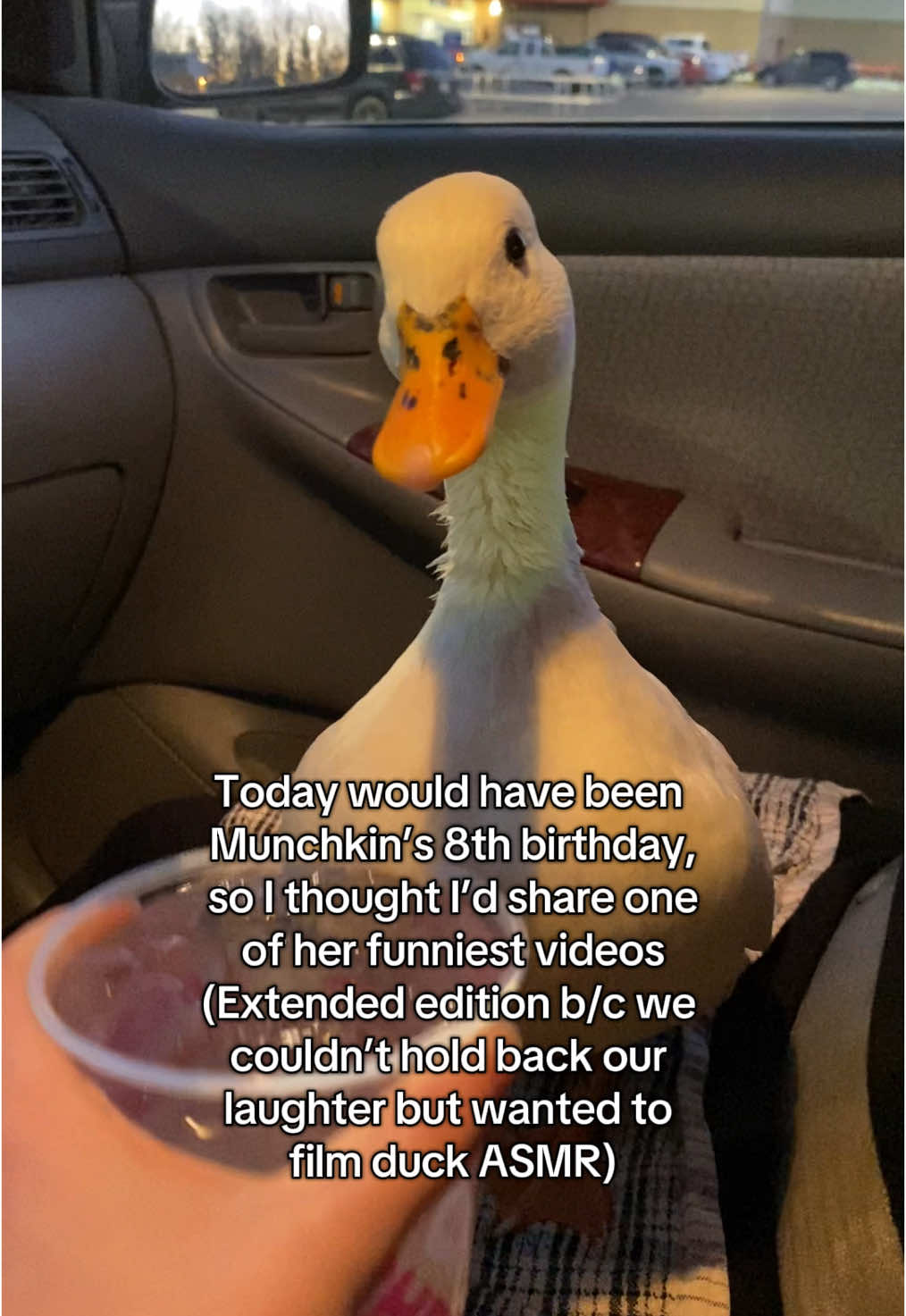 Happy heavenly birthday Munchkin🥹🪿 #MunchkinTheDuck #DuckASMR #PetDuck #CallDucks #DunkinDucks #Ducks #IceWater 
