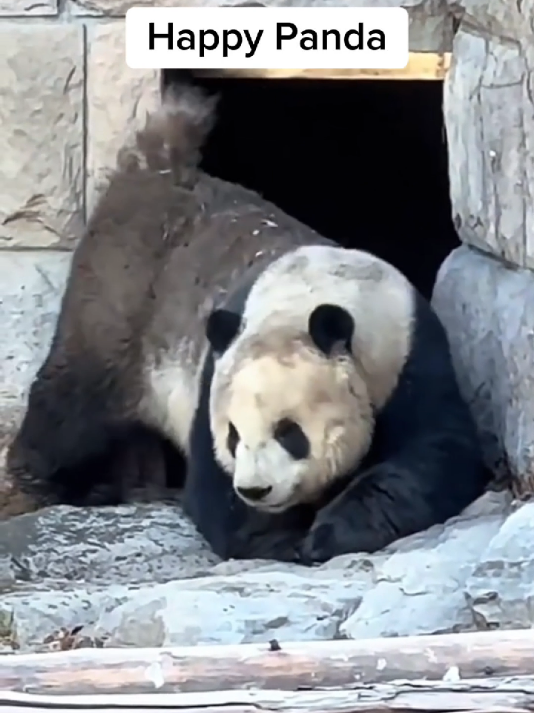 happy pandas😁#panda #pandasoftiktok #cuteanimals #fyp 