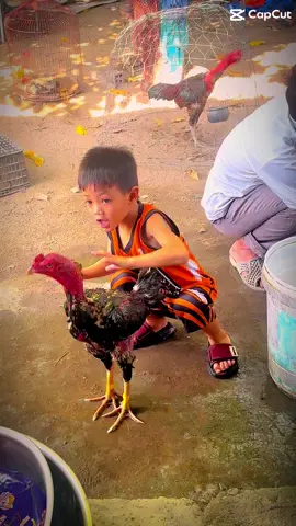 A nhỏ chứ ai đam mê gà lắm 🫶🏻🫶🏻🫶🏻 