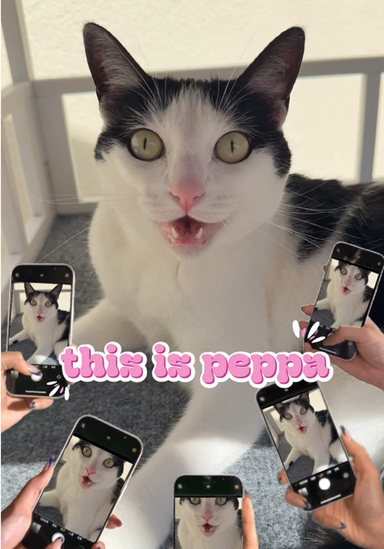 back by popular demand 🤭🫶🏻🐾 #catsoftiktok #catvideos #peppa #catmom #girlcat #pettok #PetsOfTikTok #talkingcat #vocalcat #funny 