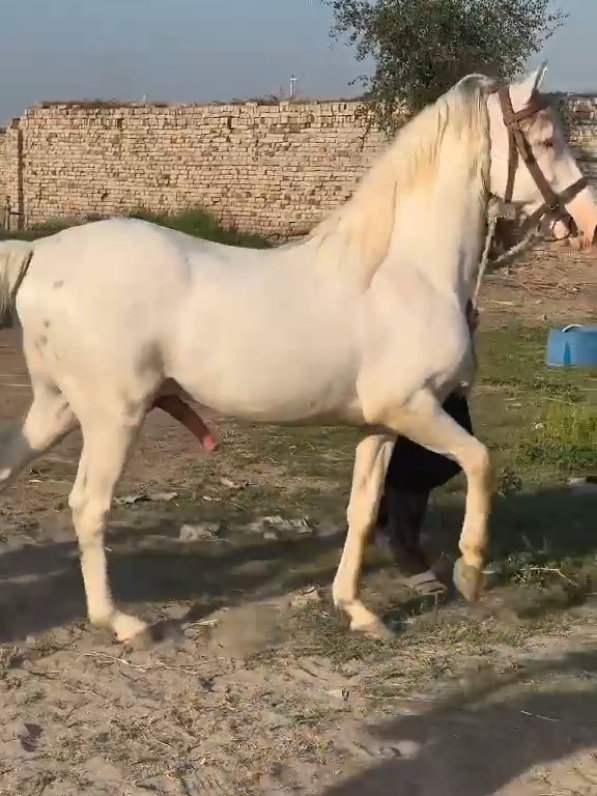 white Arabian Horse Ready For Breeding #fyp #horse #arabianhorse #whitearabianhorse #horsebow #candycane #horsejumping #mare #foal #foalingseason #breeding 
