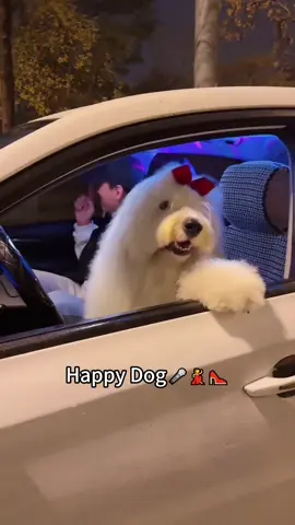 Happy dog#fun #animals #pet #dog #dogs #tiktok 