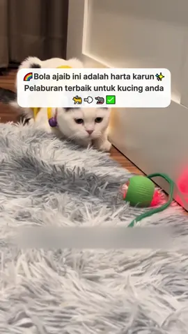 Pet Rolling Ball: Bermain sepanjang hari tanpa merasa bosan#fyp #cat #kucing